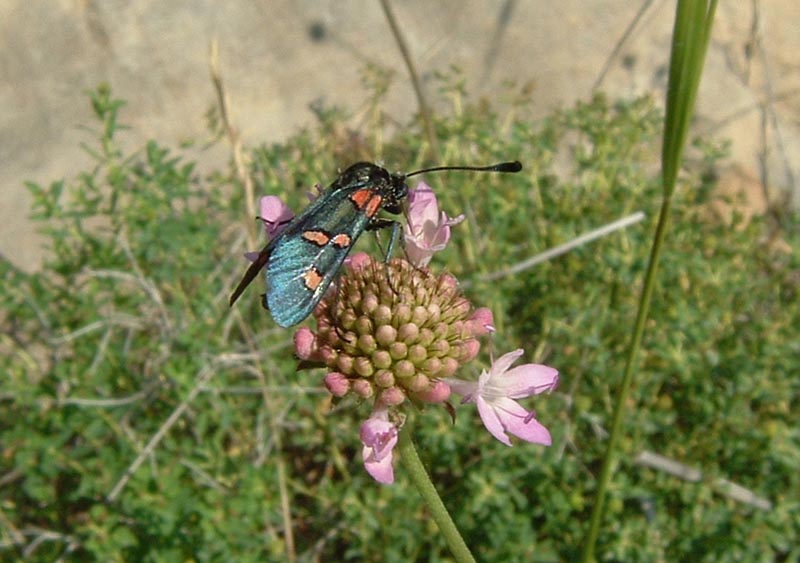 Zygaena lavandulae